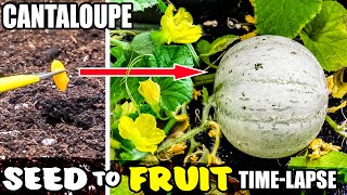 Growing Cantaloupe Plant From Seed To Melon 101 Days Time Lapse [upl. by Augustina]