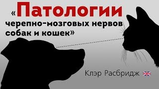 Патологии черепномозговых нервов собак и кошек Cranial nerve disorders in dogs and cats [upl. by Tichonn]