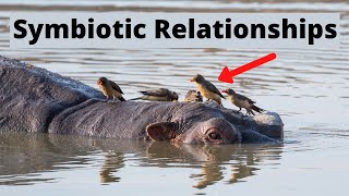 Examples of Symbiotic Relationships in Nature [upl. by Tor994]