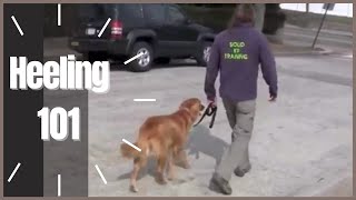 Heeling 101 How To Dog Training  Solid K9 Training [upl. by Illah]