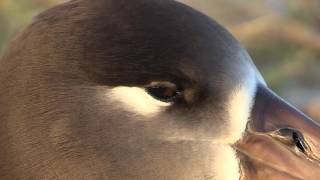 Black footed Albatross at Midway Atoll [upl. by Netsrejk]