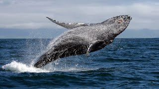 Todo sobre las BALLENAS en 10 minutos [upl. by Peonir]