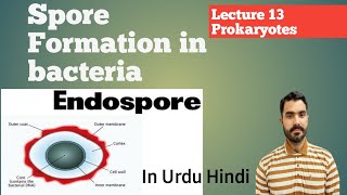 Spore formation in bacteria Endospore and Exospore Lec 13 Prokaryotes in Urdu Hindi By Dr AHadi [upl. by Lyndon]