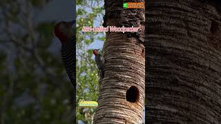 Cute Woodpecker Calls and Pecks🐤Redbellied Woodpecker [upl. by Eltotsira]