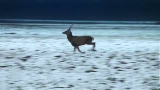 Slow Motion Night Footage of Adult Male Deer Running [upl. by Negris]