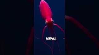 Deep Sea Oddities Blowfish Stareater and Vampire Squid Explored [upl. by Iona103]