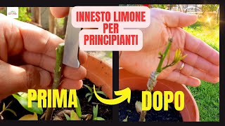 Come Innestare il LIMONE [upl. by Louella]