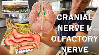 Olfactory Nerve Video  Human Anatomy  Ohio University [upl. by Phelgen279]