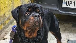 Ultimate Rottweiler Training Guide for Big Heads [upl. by Elyc316]