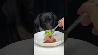 Hold your fork there will be no Labrador in this bowl of pasta Cute pet debut plan [upl. by Floridia]