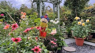 18th August English Rose Garden Tour  David Austin Roses  Dahlias  Sweet Peas  Roses  And more [upl. by Sheilah]