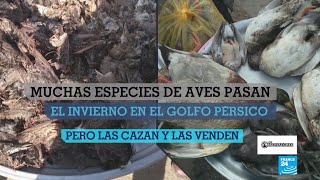 Los violentos métodos de caza de aves migratorias en Irán [upl. by Meibers277]