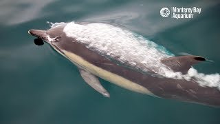 Superpod Of Common Dolphins In Monterey Bay [upl. by Ahsiam]