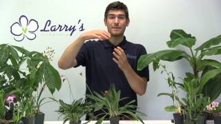 How To Grow a Masdevallia Orchid  Complete Growing Guide [upl. by Gilford]