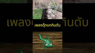 shorts เพลงตุ๊กแกกินตับ เสียงตุ๊กแก เพลงตุ๊กแก gecko geckosound geckos [upl. by Soulier981]