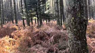 Spinone e Beccacce in Aspromonte con la giovanissima Aragona della Croccia [upl. by Tnairb]