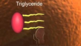 Triglycerides [upl. by Akerehs]