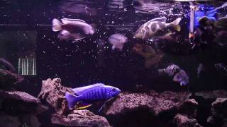 cichlid feeding hikari bio gold [upl. by Beasley]