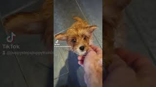 Cavapoo puppy learning to sit and wait for food trainedpuppy [upl. by Kynthia249]