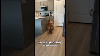 My dog loves to be pettedfunny pet animals funnyanimals fyp foryou dog funnyvideos funniest [upl. by Brenda]