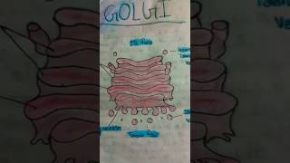 Golgi diagram [upl. by Vasyuta541]