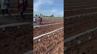 Así aplicamos herbicida en el cultivo de sandía 🍉 [upl. by Ainehta]