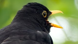 Amselgesang im Frühling 🔷 Entspannung Naturgeräusche 🔷 Blackbird Singing [upl. by Atinauj]