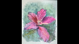 Watercolor：Bauhinia blakeana Hong Kong Orchid Tree [upl. by Alayne]