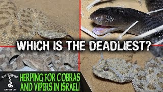 HERPING FOR COBRAS AND VIPERS IN ISRAEL [upl. by Adarbil]