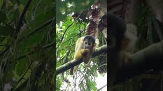 Squirrel Monkey  Pantiacolla Lodge Manu [upl. by Hnaht809]