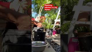 Repotting adenium in a big planter happyplanting gardening fallseason [upl. by Gherardi]