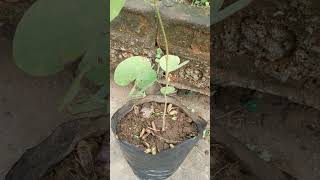 Bauhinia divaricataflower plant nature garden [upl. by Worra]