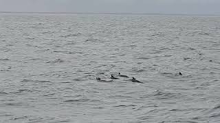 A Pod of Dolphins in Delaware Bay [upl. by Timotheus900]