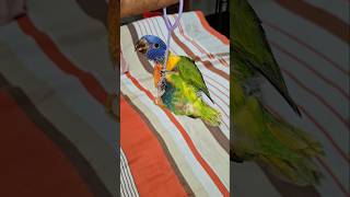 Dancing lorikeet bird [upl. by Noskcire49]