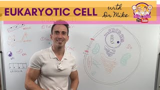 Overview of the Eukaryotic Cell [upl. by Rolat443]