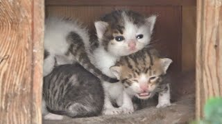 Newborn Kittens Meowing in the Little House That Mom Found for Them [upl. by Ecyle]