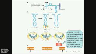 TRACO 2015 Topoisomerase  HIV [upl. by Lou]