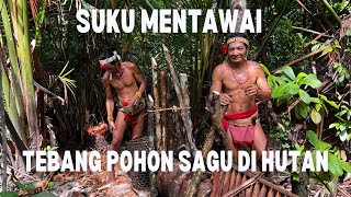 JUNGLE LIVING  MENTAWAI TRIBE Cutting big tree in 15 minutes 😲 mentawai mentawaitribe jungle [upl. by Lerret]