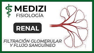 Fisiología Renal  Filtración glomerular y flujo sanguíneo renal IGdoctorpaiva [upl. by Ynolem442]