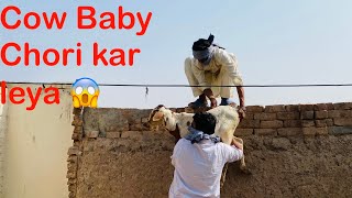 Farm House Se Cow BaBy Chori kar lia 🥰 Qari Chor Ban Gia 😡 [upl. by Lareena]