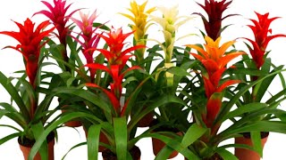 How to Remove Bromeliad Pups  Guzmania Propagation  Care and Propagation Of Guzmanias [upl. by Kemble]