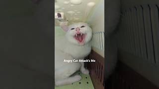 Angry Cat Vs Neutering Failed to Escape Neutering cat kitten dog shorts pets youtubeshorts [upl. by Demetris]