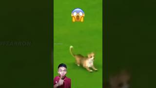 When The Manager Fan Dog Scores a Goal 😱 football viralvideo crazy shorts [upl. by Meyeroff]