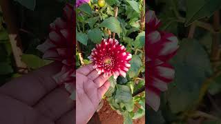 how to grow guldaudi plant and care गुलदाउदी से केसै पाएं इतने फूल [upl. by Nilreb]