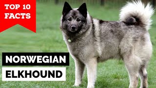 Norwegian Elkhound  Top 10 Facts [upl. by Homerus612]