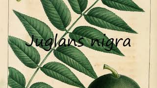 How to Pronounce Juglans nigra [upl. by Anceline]