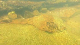 Orthochromis sp quotChombaquot and Telmatochromis sp quotLufubuquot in the wild [upl. by Dahlia]