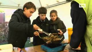 MeeuwenGruitrode Mezenbollen amp voederhuisjes [upl. by Modesty]