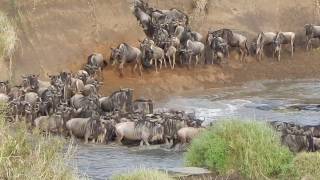 Super Wildebeest Crossing River Maasai Mara [upl. by Benildas215]