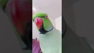 Indian Ringneck parrot talking [upl. by Slayton]